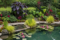 Lush aquascape and poolside planting design with water lilies, papyrus, and ornamental grasses around a natural pool